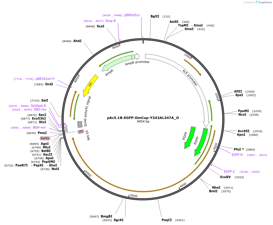 147103-plasmid-map-sequence-id-355421