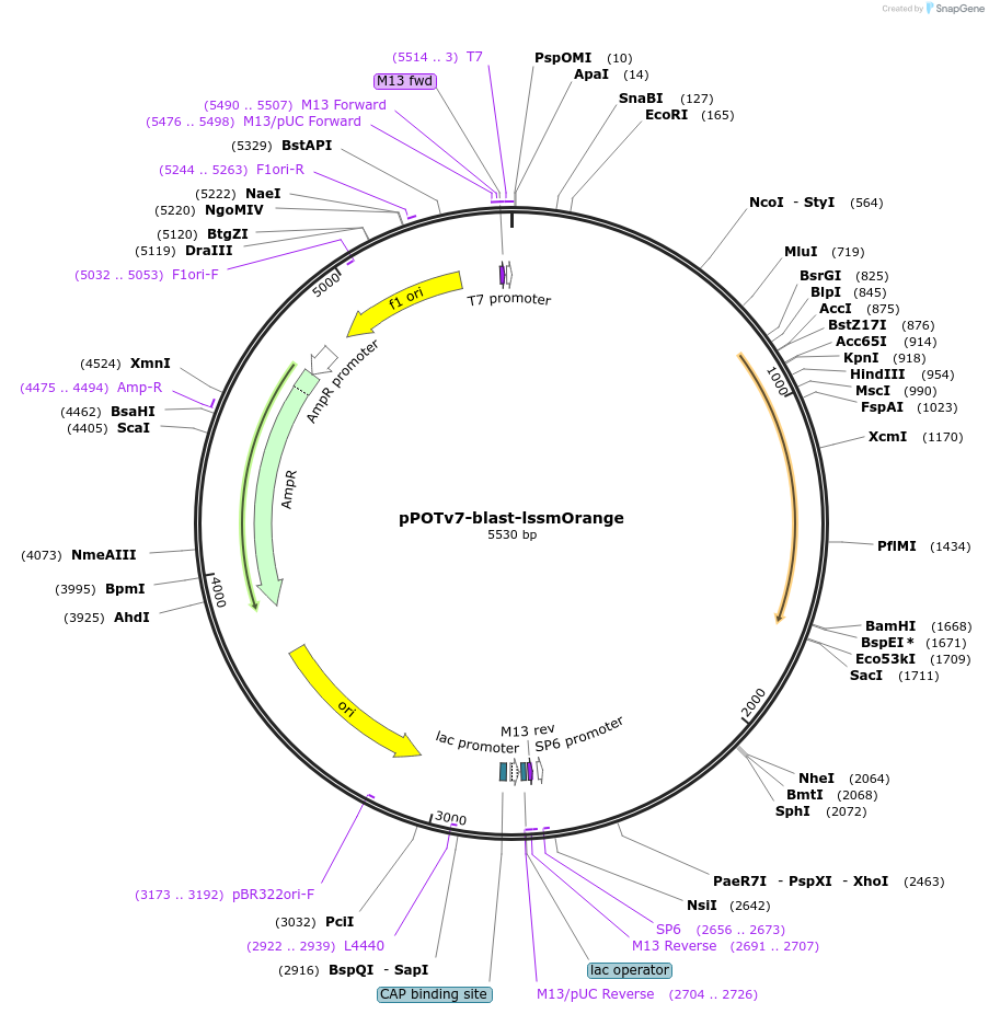 179795-plasmid-map-sequence-id-355424