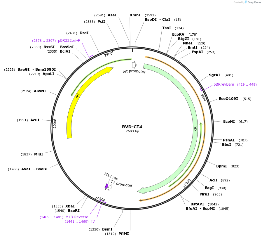 173323-plasmid-map-sequence-id-355428
