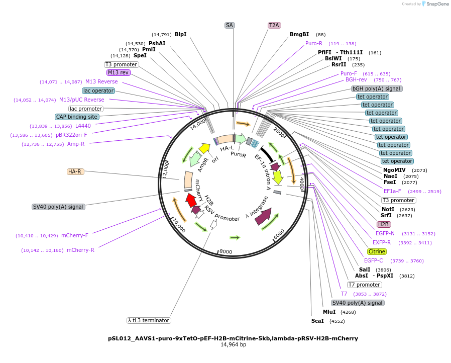 179429-plasmid-map-sequence-id-355448