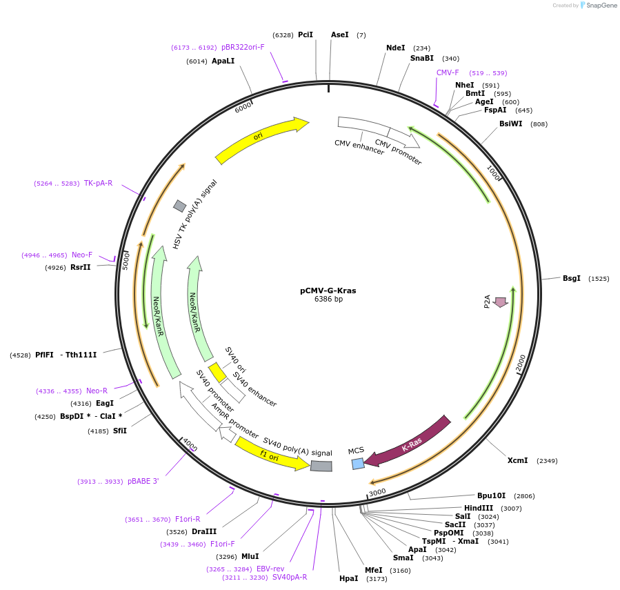 180571-plasmid-map-sequence-id-355449