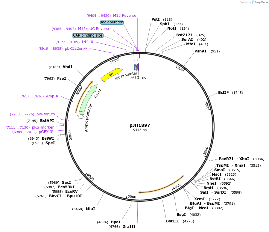 179247-plasmid-map-sequence-id-355460