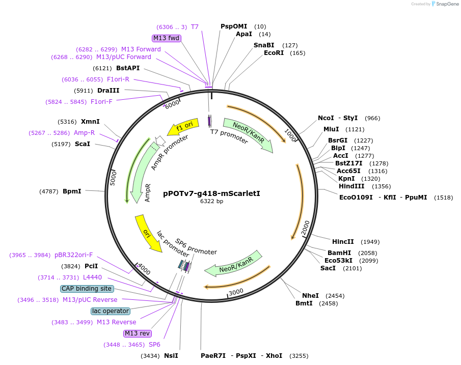 179822-plasmid-map-sequence-id-355465