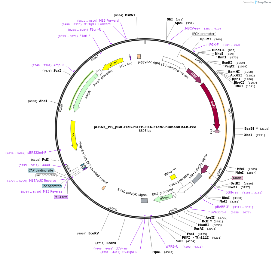 179439-plasmid-map-sequence-id-355477