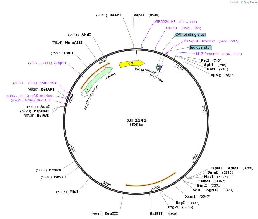 179248-plasmid-map-sequence-id-355534