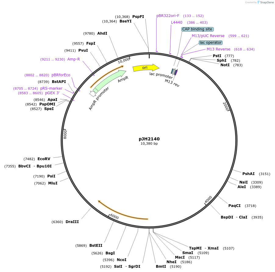 179249-plasmid-map-sequence-id-355535