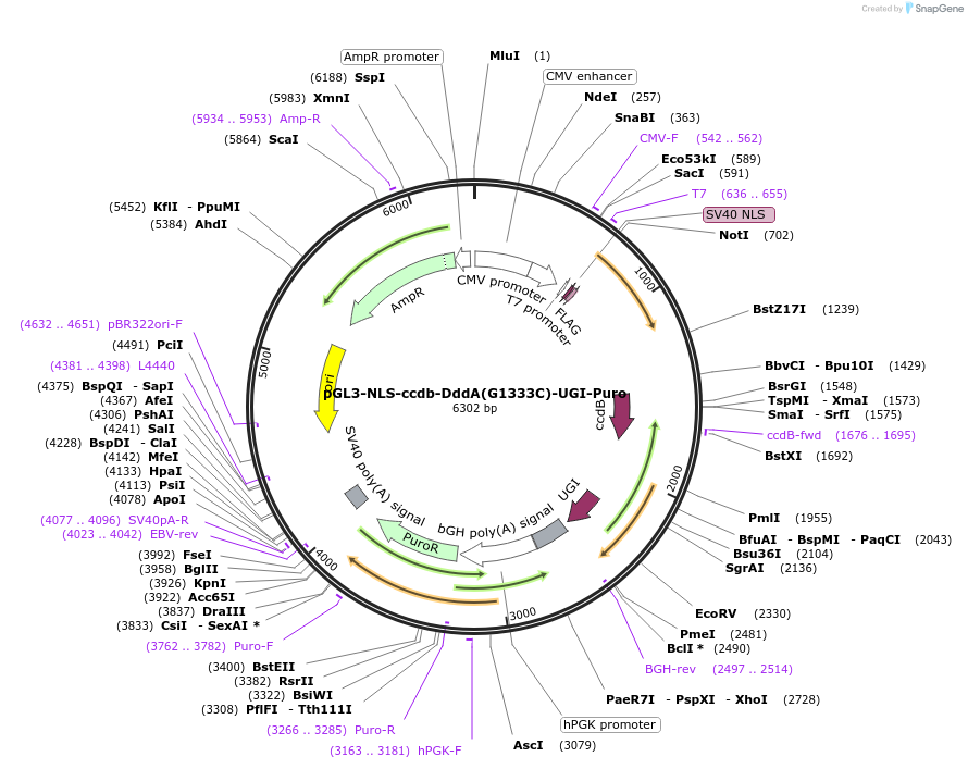 173232-plasmid-map-sequence-id-355547