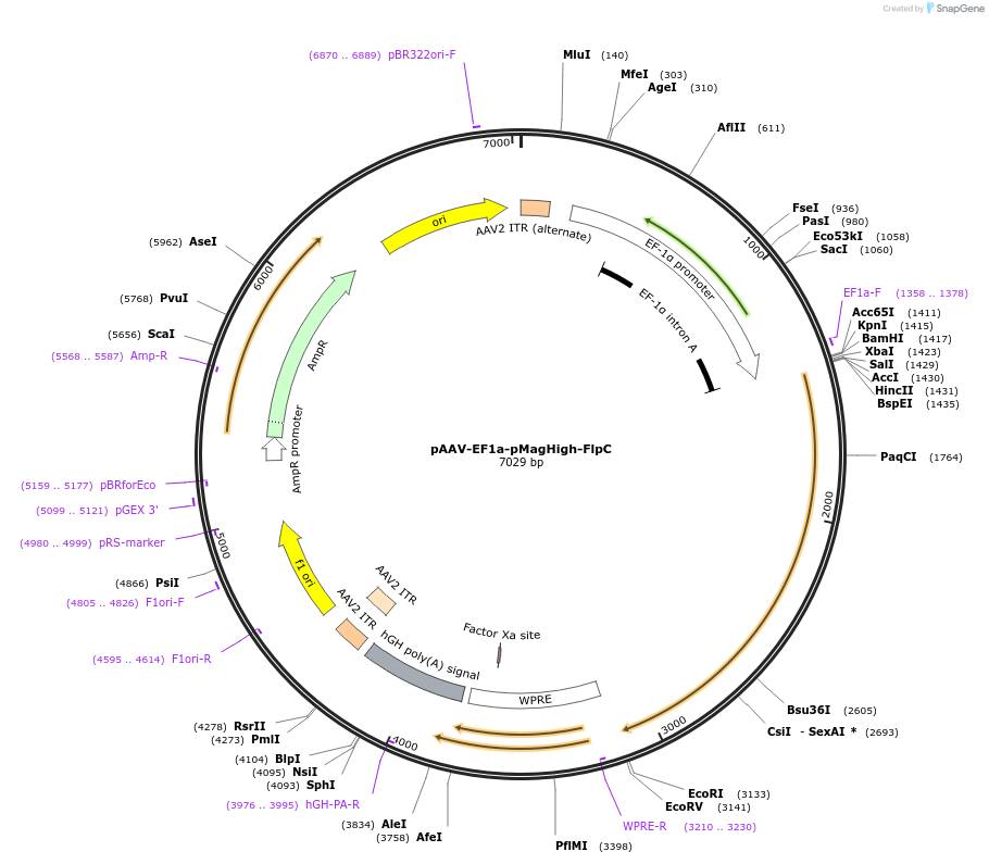 180586-plasmid-map-sequence-id-355548