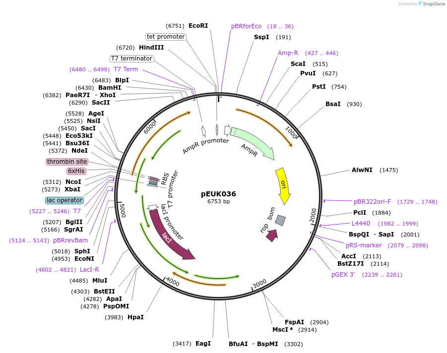 180828-plasmid-map-sequence-id-355557