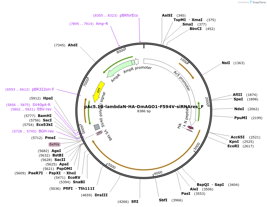 146331-plasmid-map-sequence-id-355560