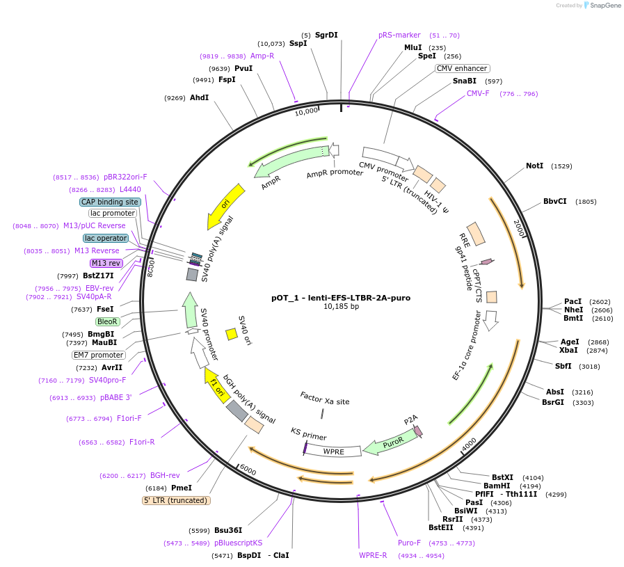 181970-plasmid-map-sequence-id-355570