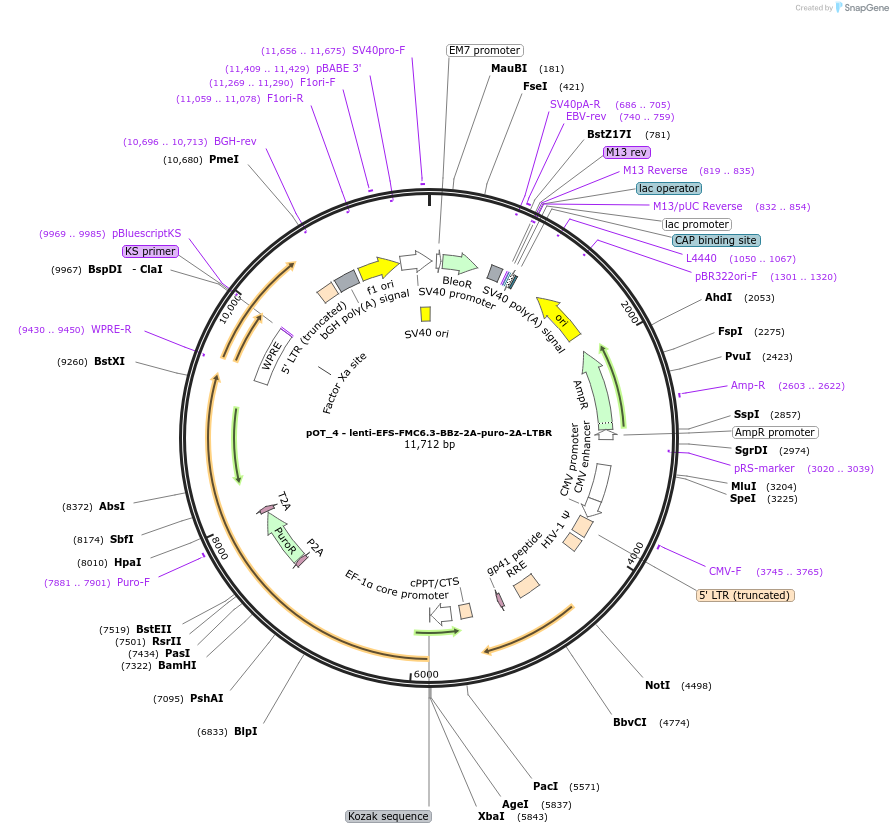 181973-plasmid-map-sequence-id-355577