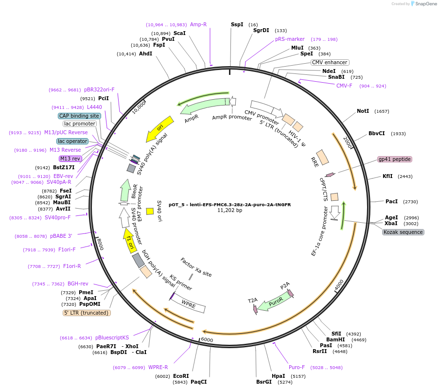 181974-plasmid-map-sequence-id-355578