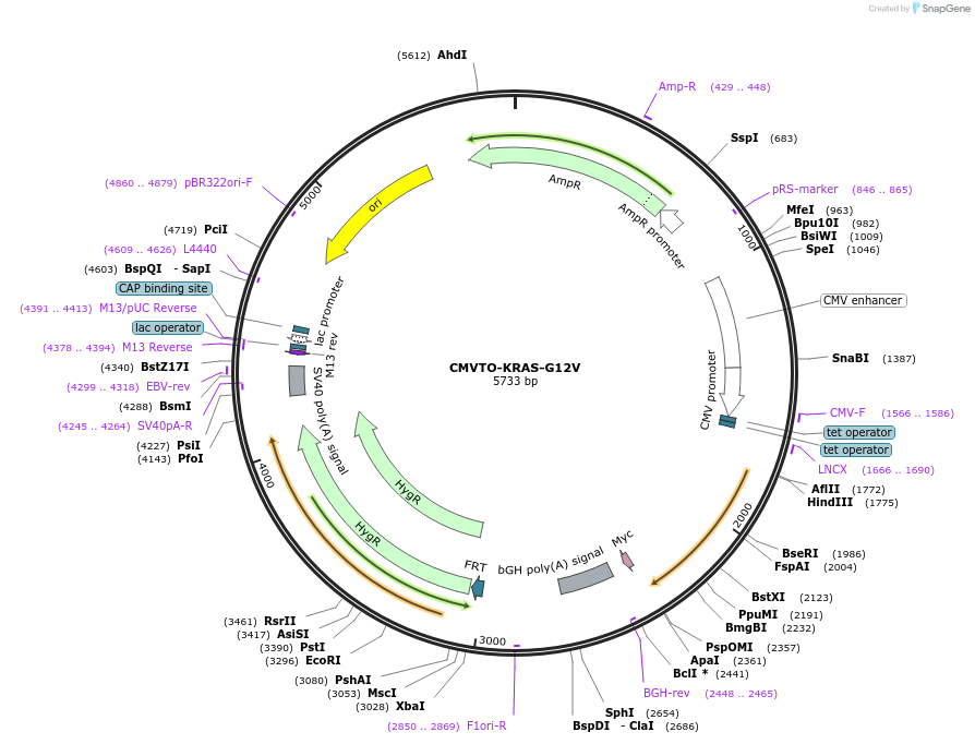 179654-plasmid-map-sequence-id-355621