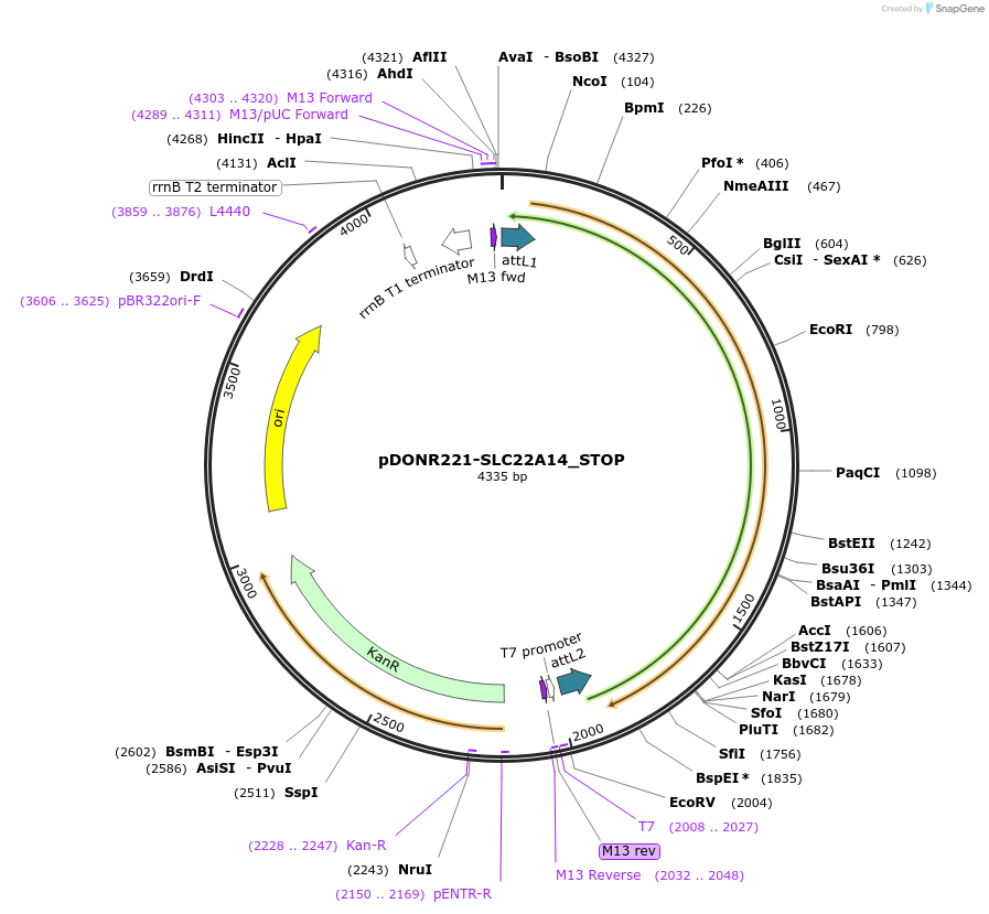 161165-plasmid-map-sequence-id-355623