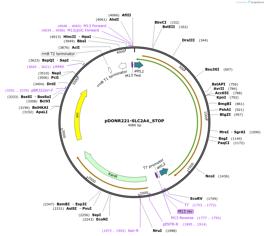 161268-plasmid-map-sequence-id-355624