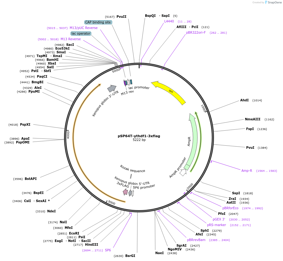 164488-plasmid-map-sequence-id-355625