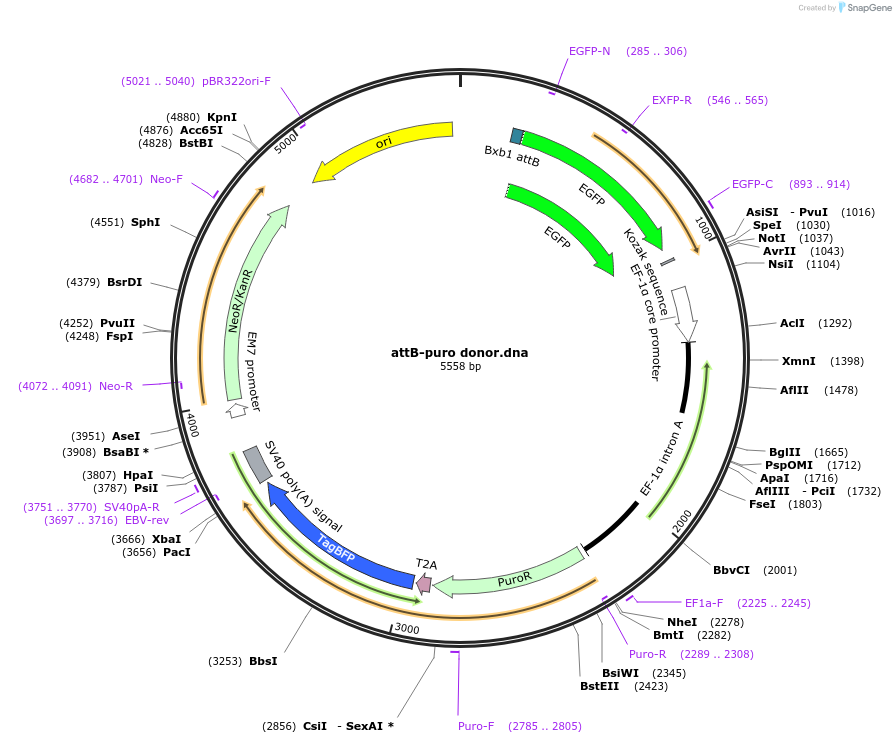 181923-plasmid-map-sequence-id-355626