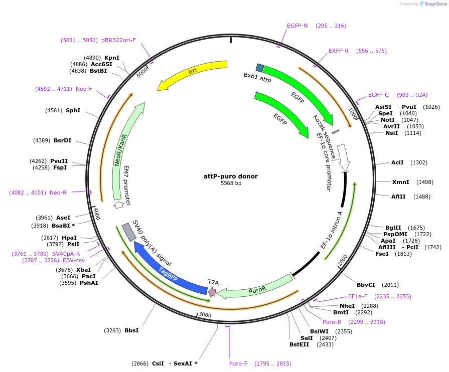 182139-plasmid-map-sequence-id-355630