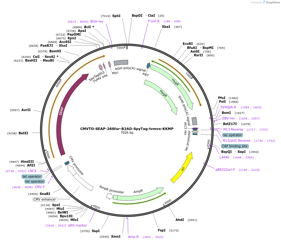 179648-plasmid-map-sequence-id-355644