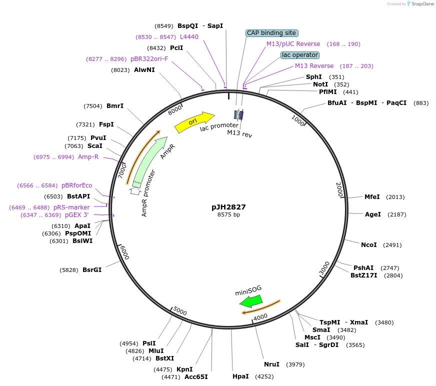 179542-plasmid-map-sequence-id-355649
