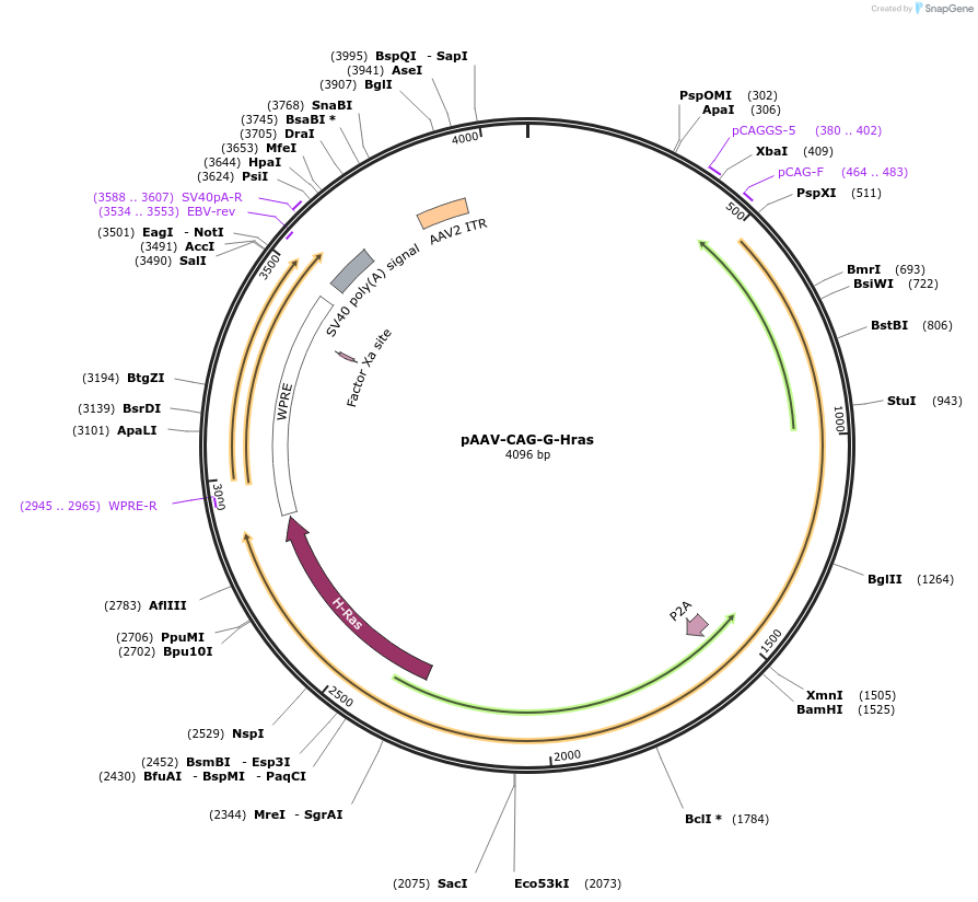 180580-plasmid-map-sequence-id-355653