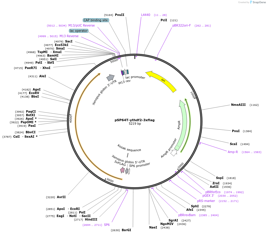 164489-plasmid-map-sequence-id-355655