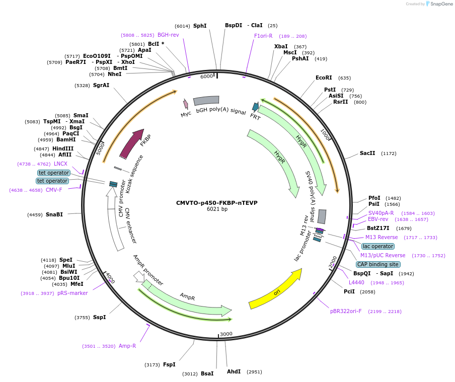 179675-plasmid-map-sequence-id-355659