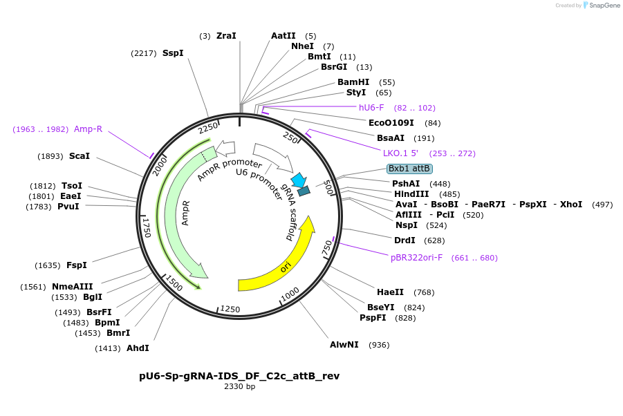 182151-plasmid-map-sequence-id-355665
