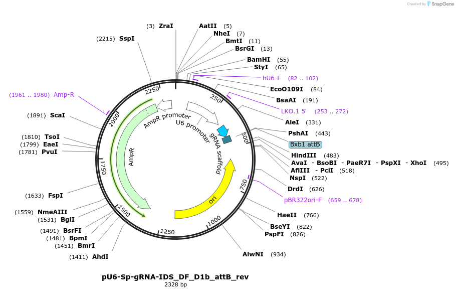 182152-plasmid-map-sequence-id-355667