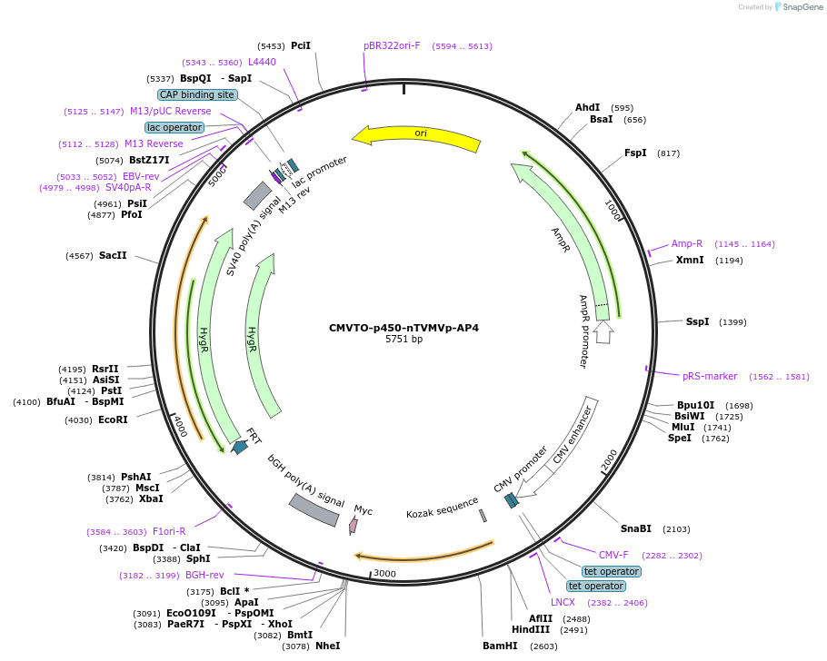179669-plasmid-map-sequence-id-355669