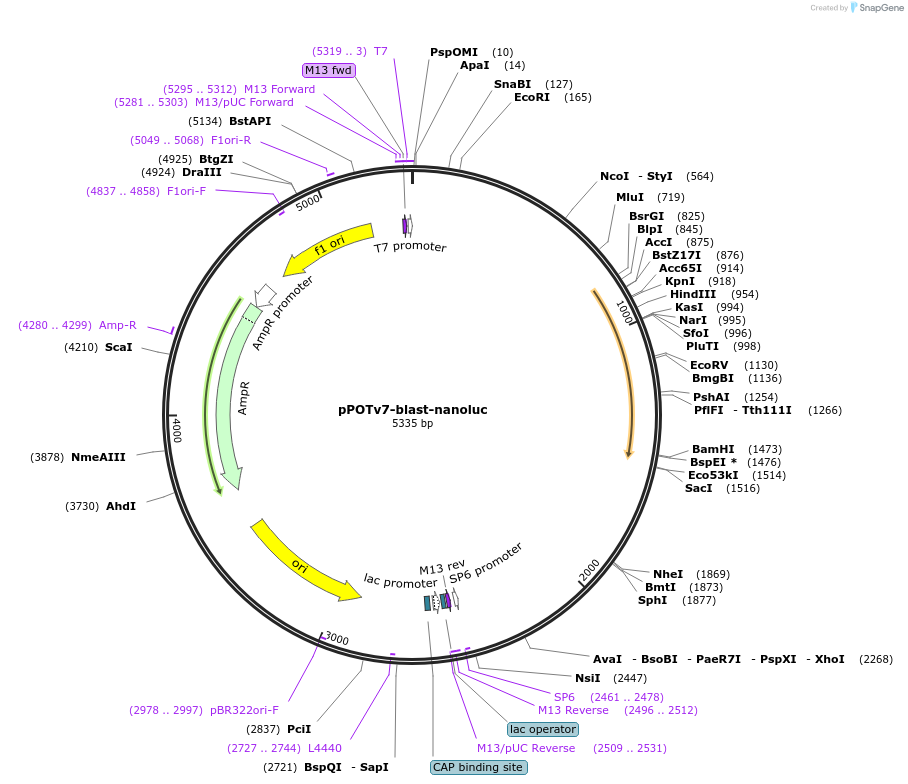 179797-plasmid-map-sequence-id-355674