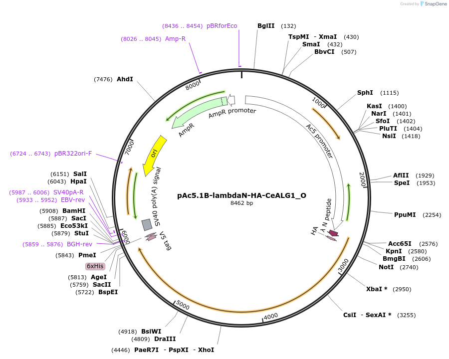 147147-plasmid-map-sequence-id-355676