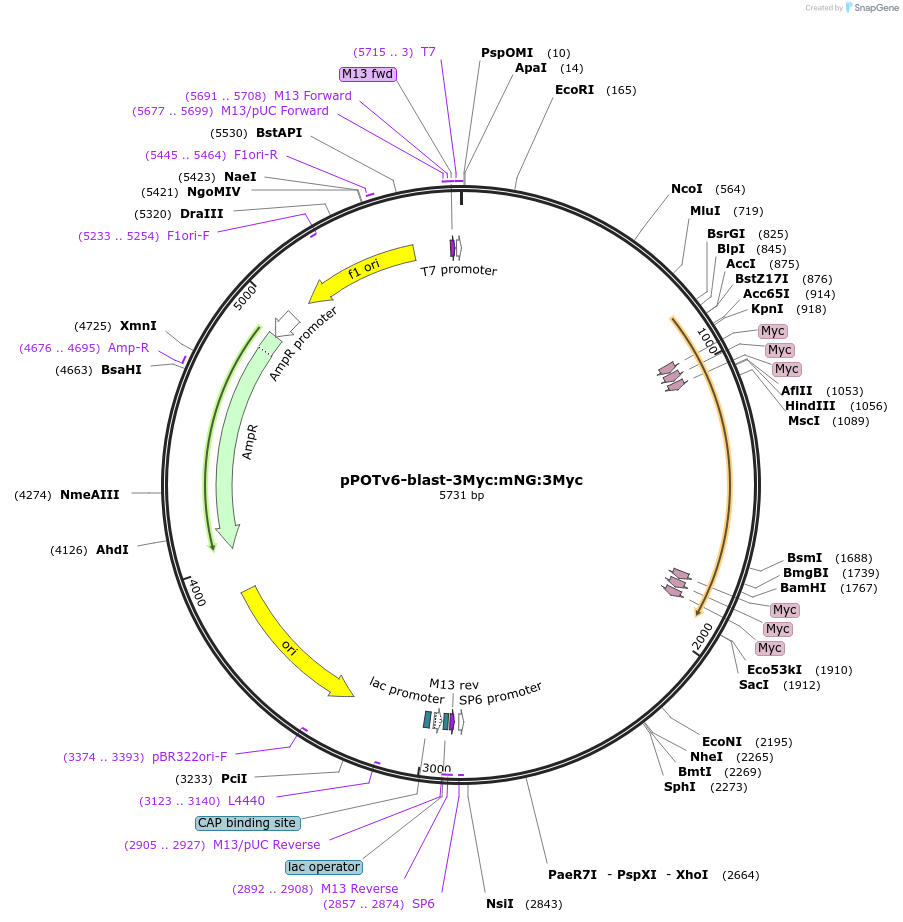 179801-plasmid-map-sequence-id-355677