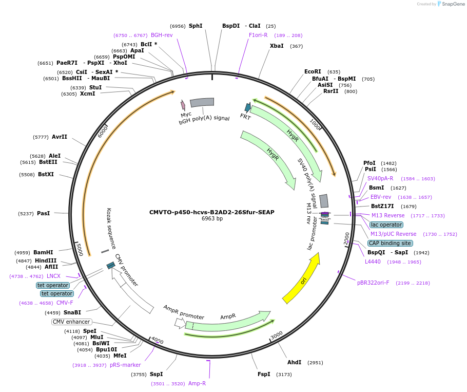 179647-plasmid-map-sequence-id-355678