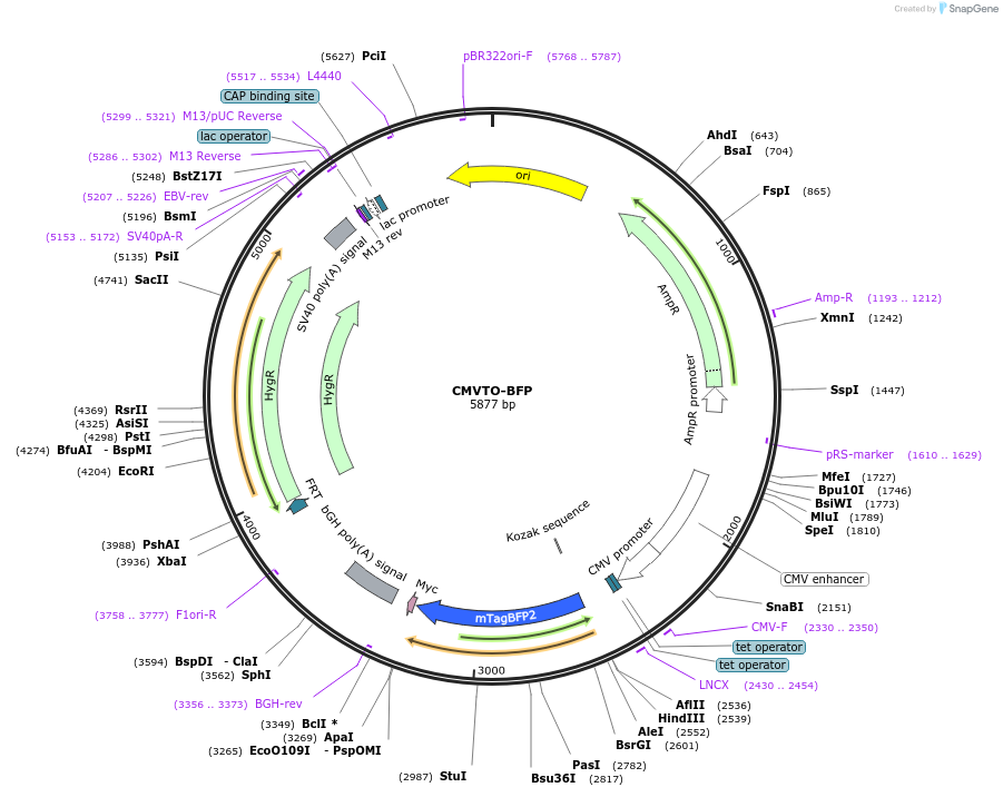 179651-plasmid-map-sequence-id-355690
