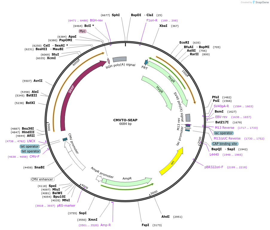 179908-plasmid-map-sequence-id-355692