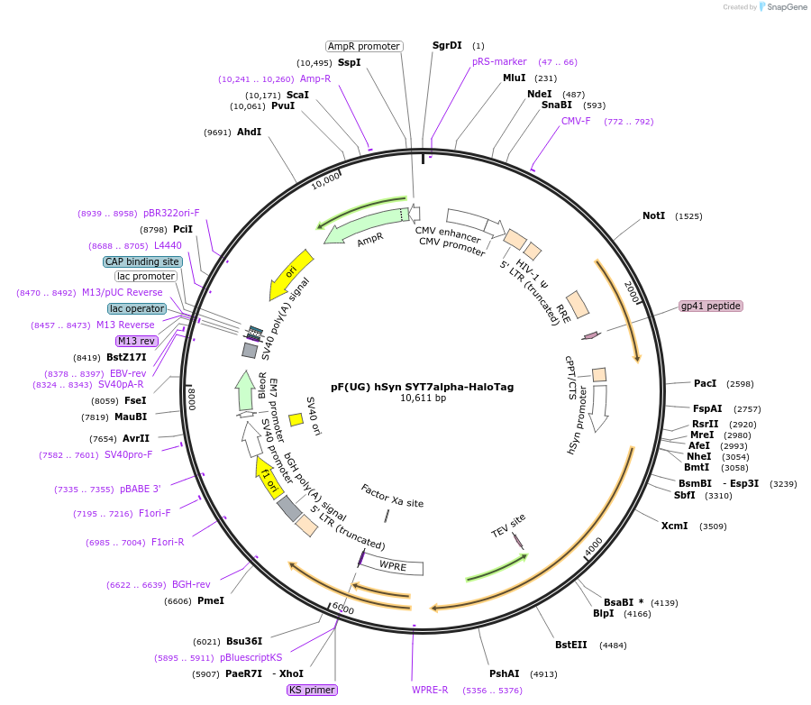 179715-plasmid-map-sequence-id-355693