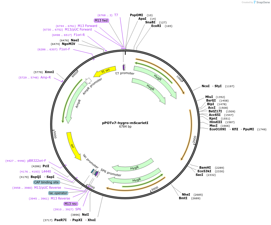179820-plasmid-map-sequence-id-355698