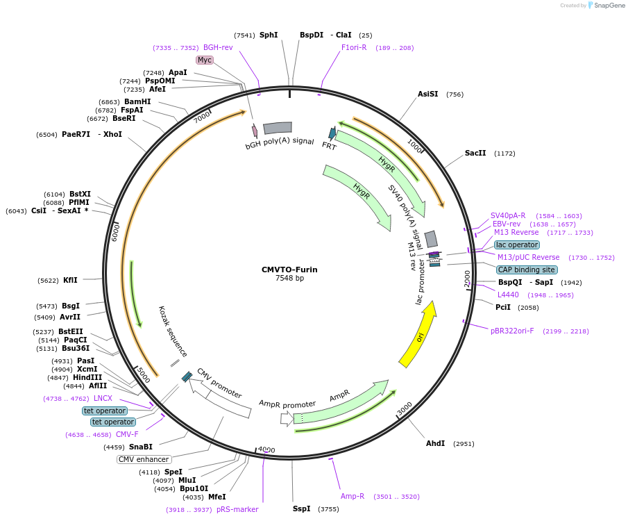 179920-plasmid-map-sequence-id-355703