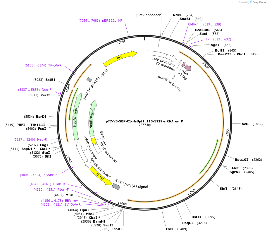 147193-plasmid-map-sequence-id-355704