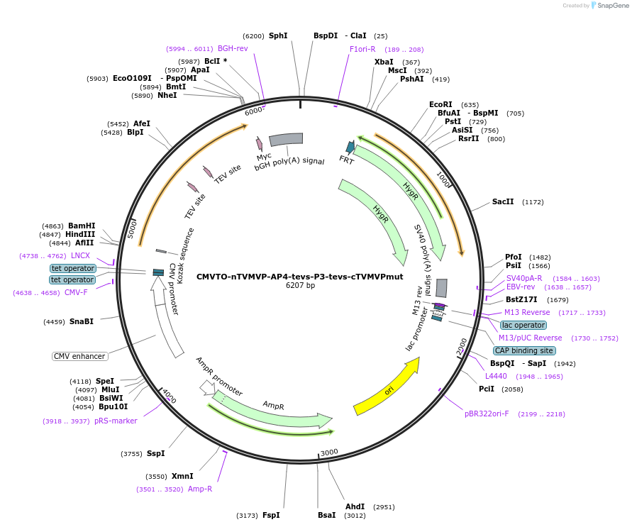 179660-plasmid-map-sequence-id-355713
