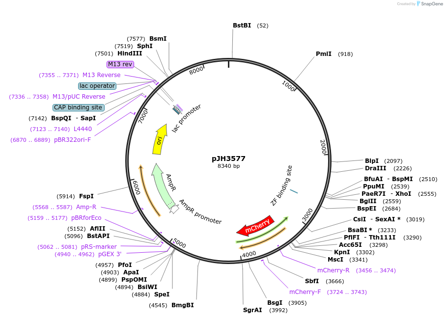 179612-plasmid-map-sequence-id-355715