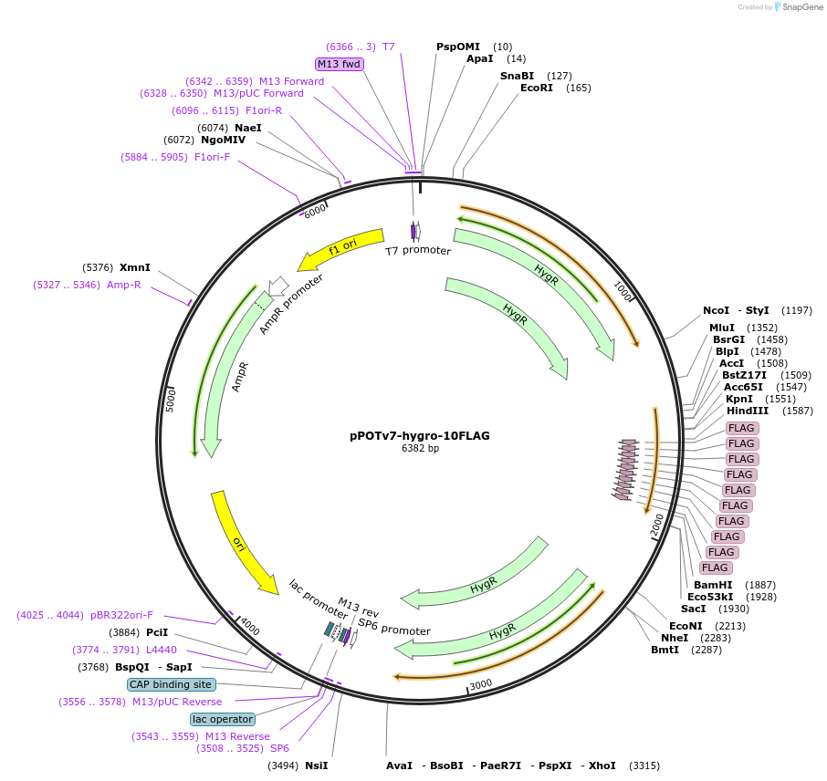179815-plasmid-map-sequence-id-355735