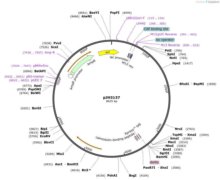 179617-plasmid-map-sequence-id-355747
