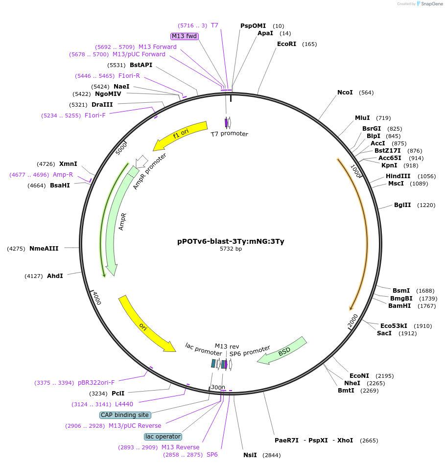 179783-plasmid-map-sequence-id-355748