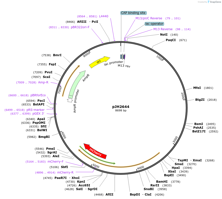 179632-plasmid-map-sequence-id-355749