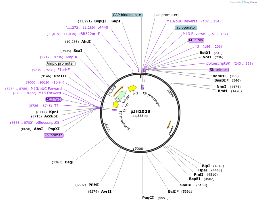179771-plasmid-map-sequence-id-355750