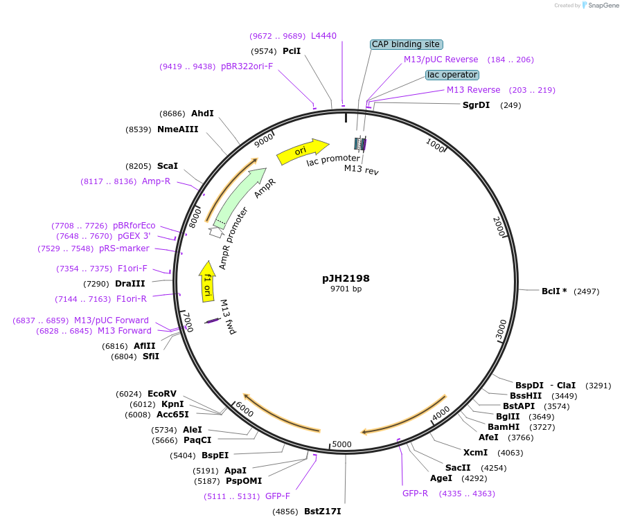 179773-plasmid-map-sequence-id-355751