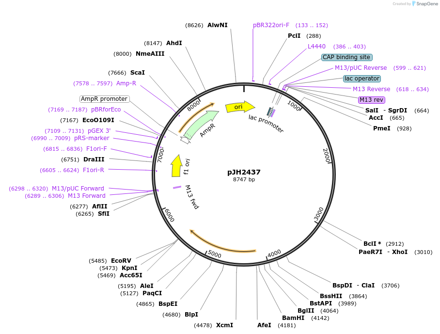 179780-plasmid-map-sequence-id-355752